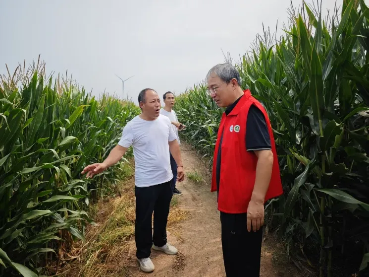 护航秋收:河南科技特派员为玉米“把脉开方” 护航秋收:河南科技特派员为玉米“把脉开方”